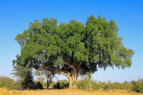 sycamore fig tree facts